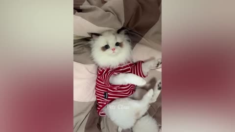 Funny cats and dogs 😂😂