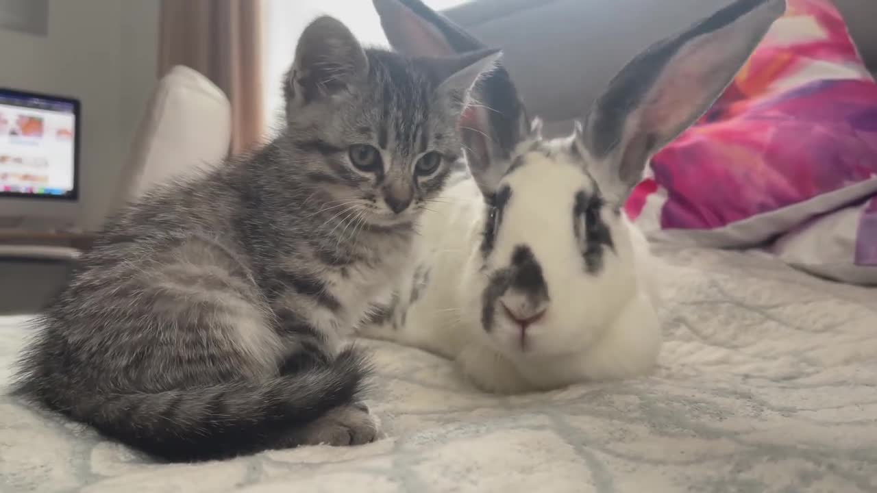 Baby Kitten wants to be friends with the Rabbit