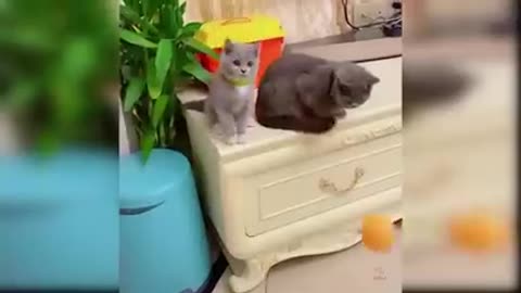 Baby cats - Funny Cat Videos