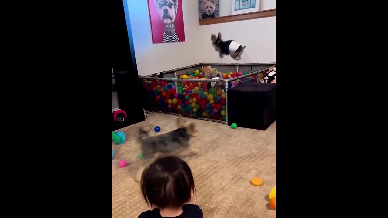 New funny animals videos best 2023 🤣🤣🤣 funny cats and . dogs videos . amazing . animals😆😆