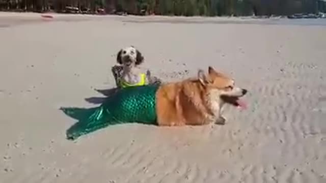 Dog models mermaid costume at the beach