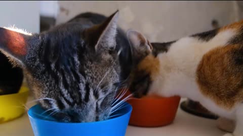 Cats eating lunch (ASMR)