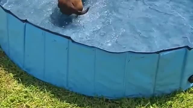 Playful Dog Enjoys Herself in Outdoor Pool on Hot Day