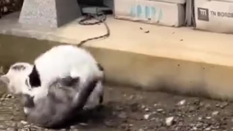 Funny animals fight🤣