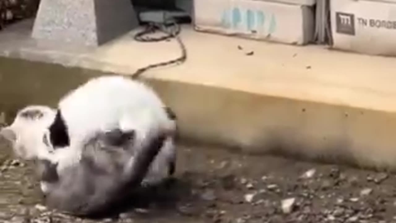 Funny animals fight🤣