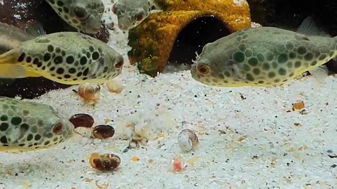 Puffer feeding frenzy 🐟