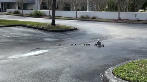 Baby Ducklings Saved From Sewer