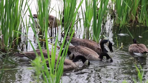 Flock of Goose Eating on the Lake Water