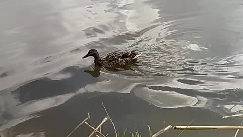 WILD DUCKS