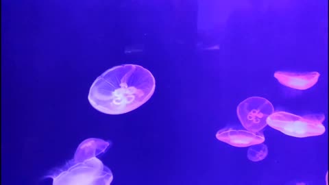 Beautiful jelly fish