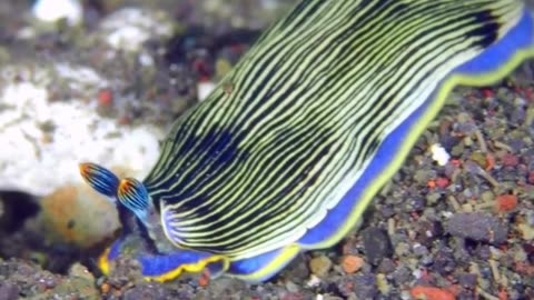 Nudibranch 🐛 Colorful Creatures Of The Sea!