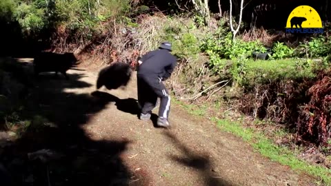 When Crazy Goats Go On A Rampage