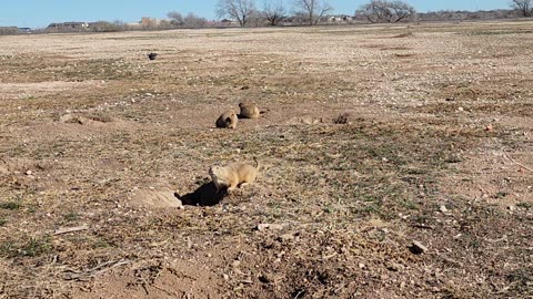 Prarie Dog