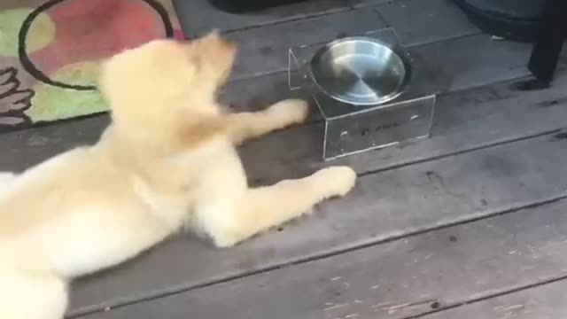 Funniest &cutest Golden puppies video