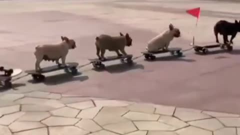 Train dogs very funny