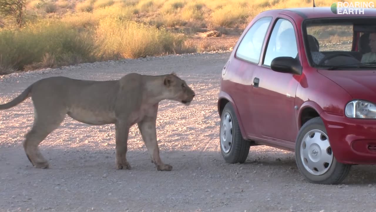 Lion Wants To Get Into Car on Safari