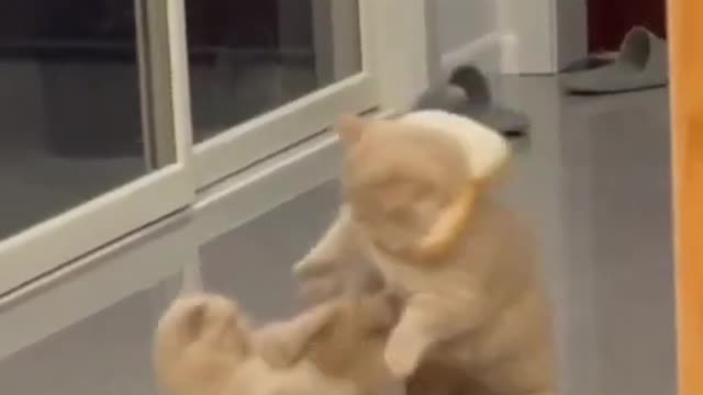 📹 Cute Cat | Cute Pets Funny Animals Compilation