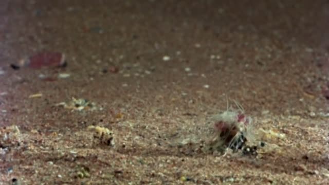 Bobbit Worm and Polychaete Pals