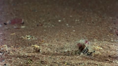 Bobbit Worm and Polychaete Pals