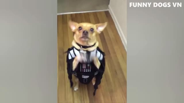 Funniest Animal Video : Try Not To Laugh