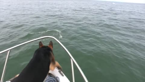 Overboard Maverick- Dog jumps on Dolphins (Really Funny-Must See) Brian Dunham