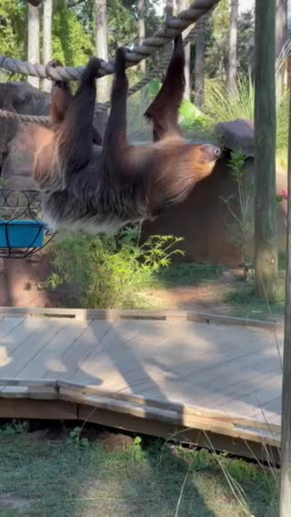 Sloth 🦥 at The Gulf Shores Zoo