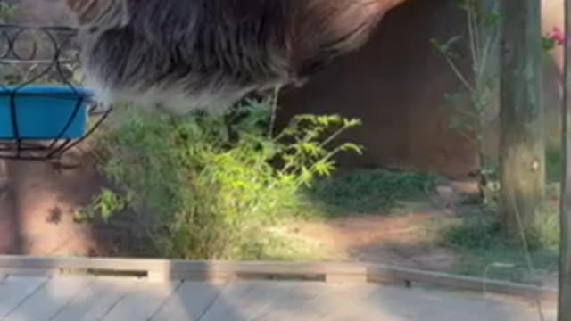 Sloth 🦥 at The Gulf Shores Zoo