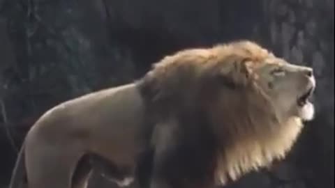 Wind King roaring
