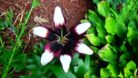 Lily