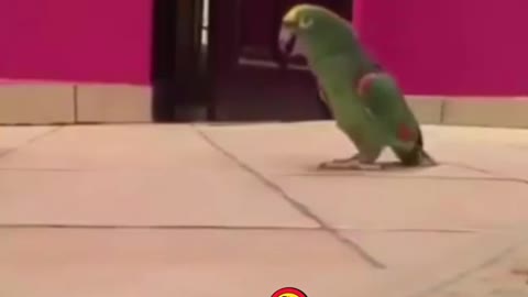 The Evil Parrot!kkkkkkk