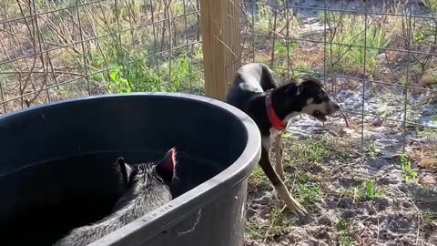 Hog hunting in the florida heat