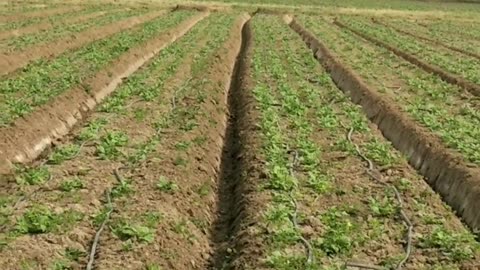Farming