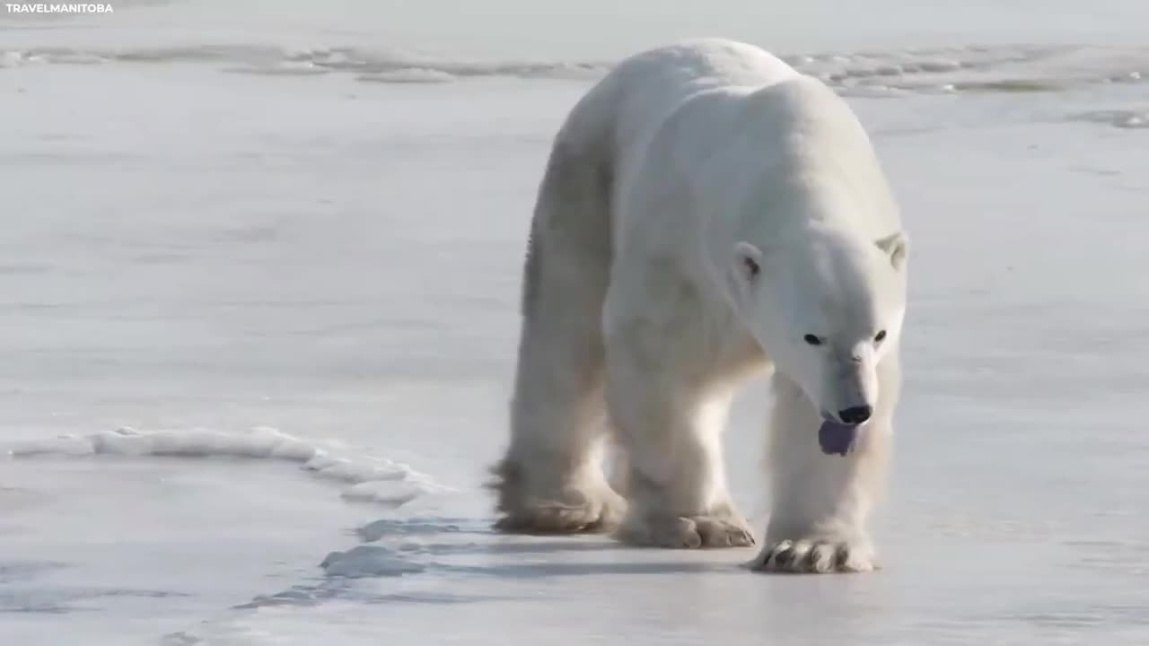 What JUST HAPPENED in Canada SHOCKED Scientists!