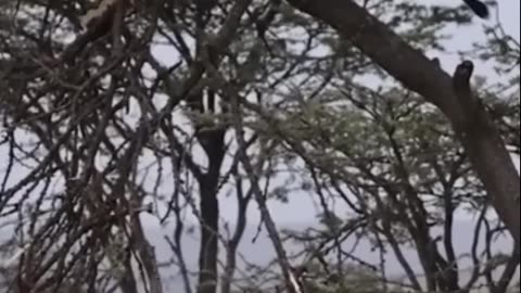 Buffalo fight back lion part 1