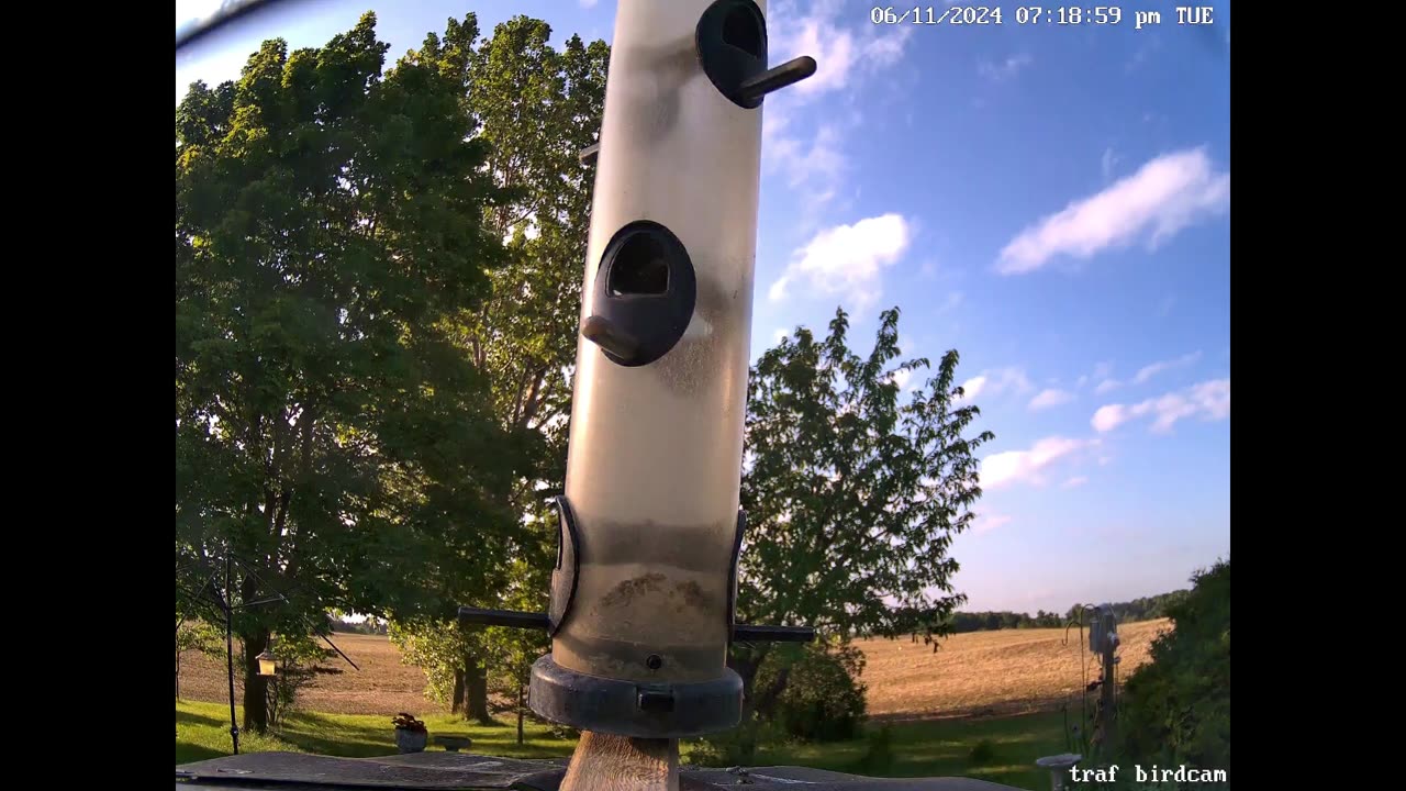 from the feeder: rose breasted grosbeak