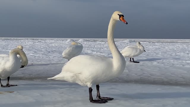 Swan in Winter