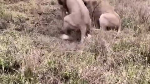 Lions Fighting Over Prey