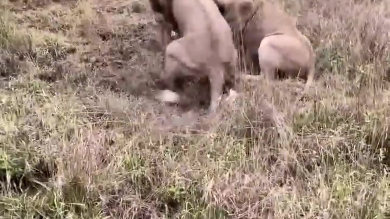 Lions Fighting Over Prey