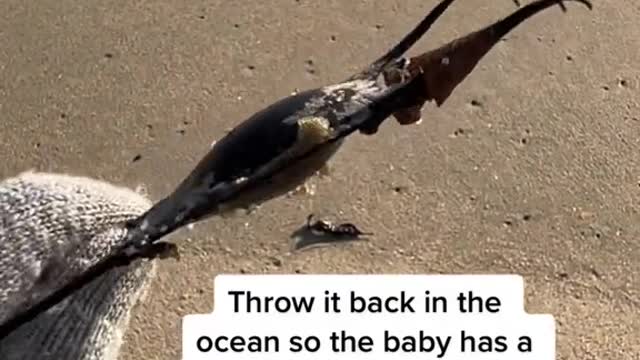 Throw it back in the ocean so the baby has a chance to hatch!