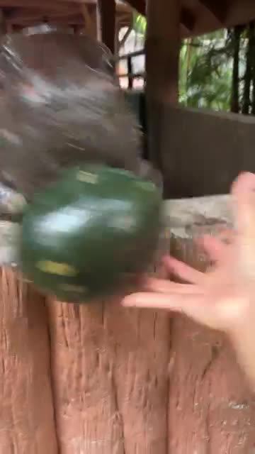 Hippo bites a whole watermelon
