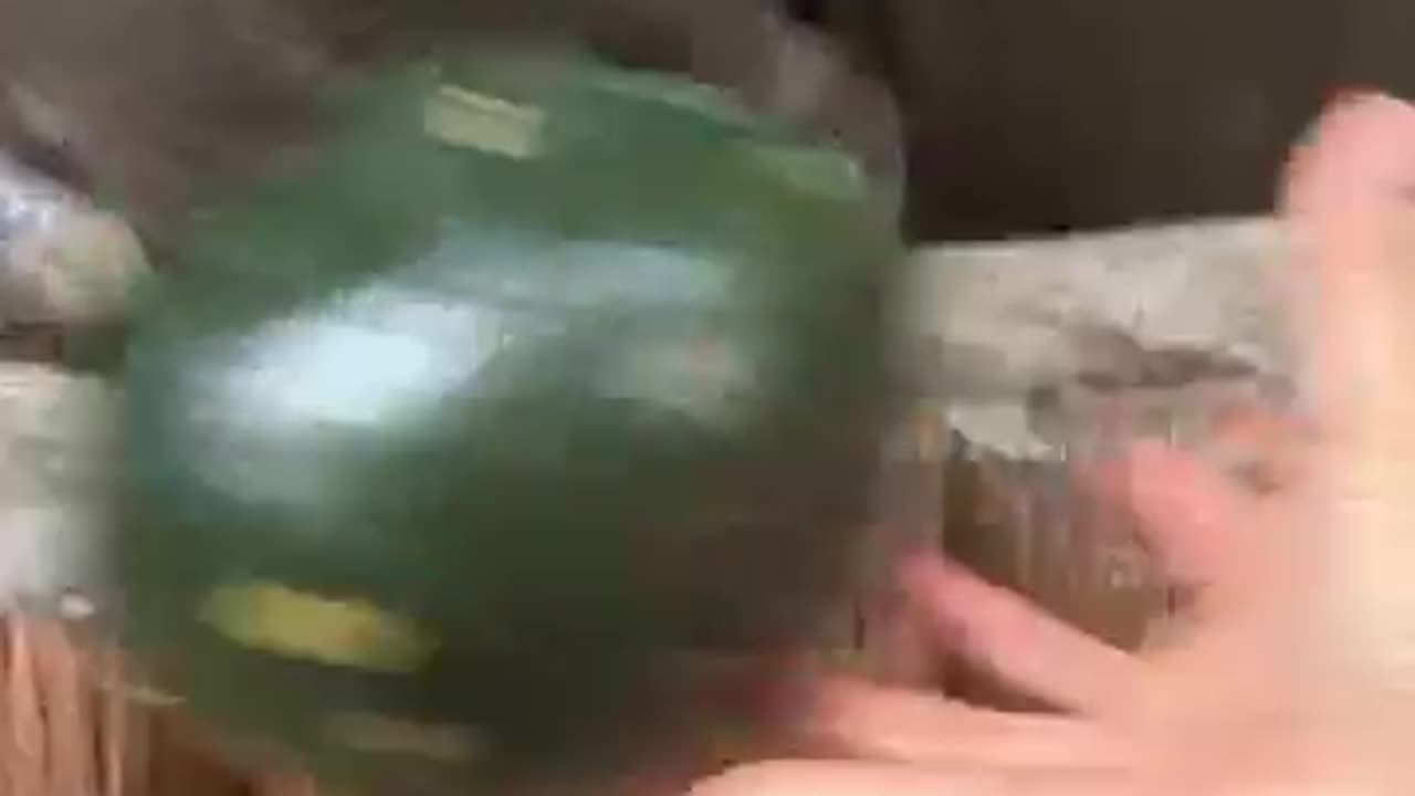 Hippo bites a whole watermelon