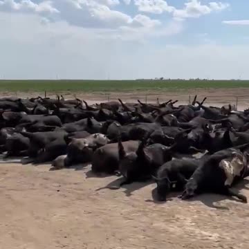 Ganado Muerto en Texas
