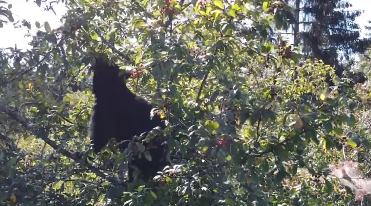 Nature Mammal Animal Brown Bear Bearing Animal World Black