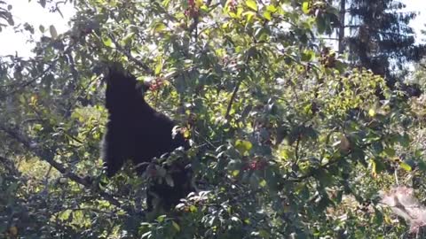 Nature Mammal Animal Brown Bear Bearing Animal World Black