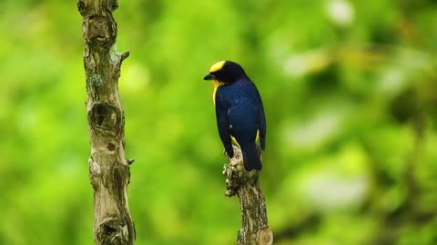 Breathtaking Colorful Birds of the Rainforest2 Part.DTEYYS