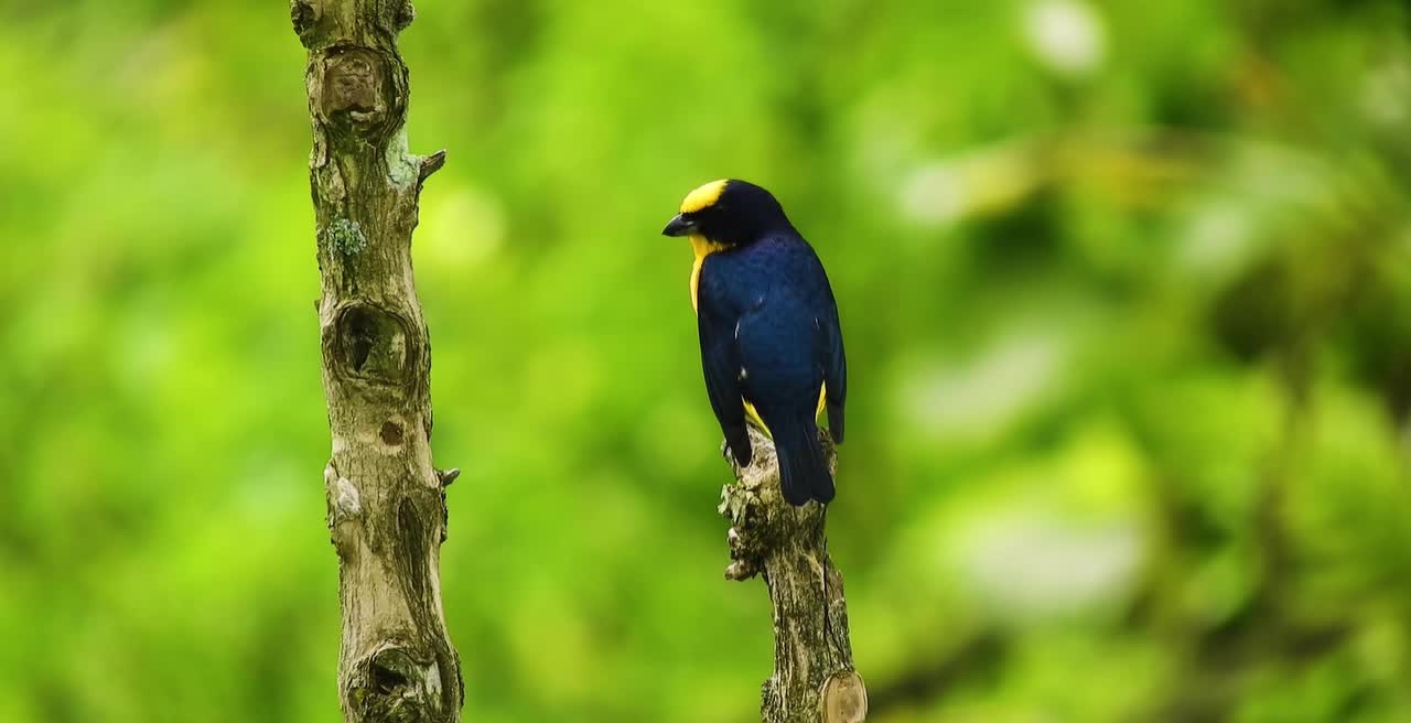 Breathtaking Colorful Birds of the Rainforest2 Part.DTEYYS