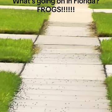 Frogs