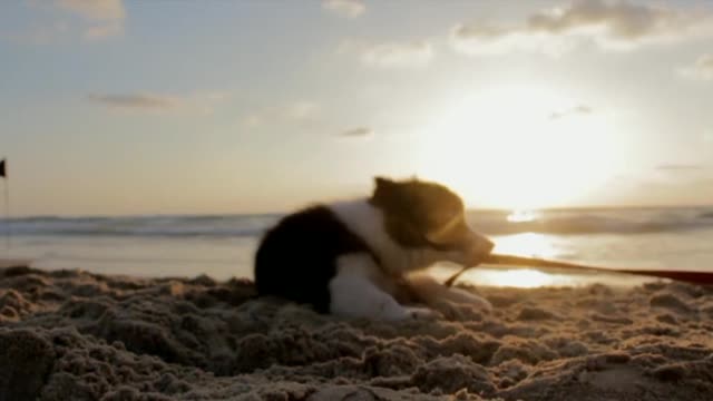 Dog jumping on ocean
