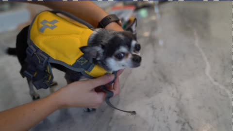 Teaching a cute dog to swim