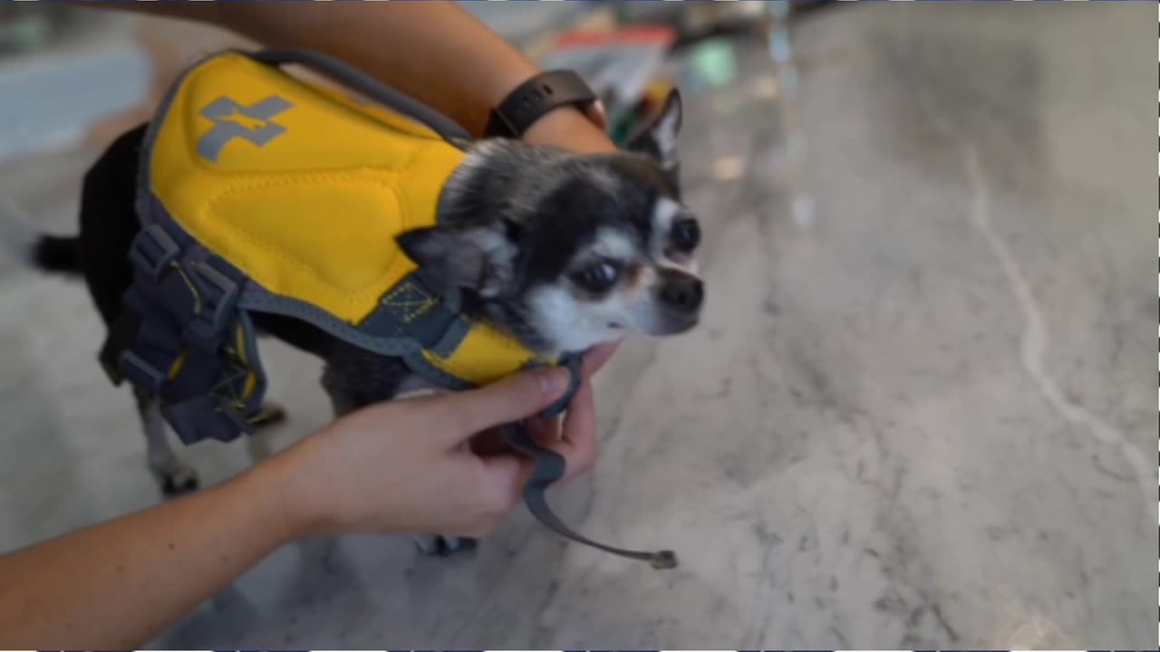 Teaching a cute dog to swim